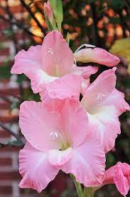 Delicate Gladiola Bokeh Gladiolus Flower Beautiful Flowers Pretty Flowers