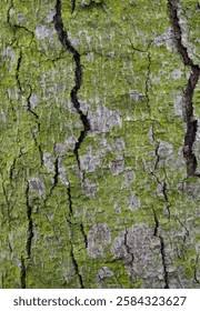 Image result for Sterculia tragacantha