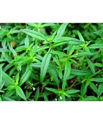 Image result for Oldenlandia cana