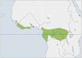 Image result for Cylindropsis parvifolia