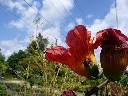 Image result for Fernandoa