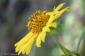 Image result for Verbesina encelioides