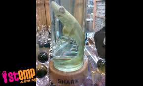 Is This A Real Baby Shark Singaporeseen Stomp Com Sg Stom Flickr