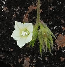 Image result for Xenostegia pinnata
