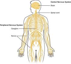 This image is titled nervous system diagram unlabeled and is attached to our article about human nervous system beginner's guide. The Central Nervous System Cns Structure Functions Facts