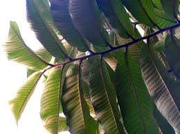 Image result for Myristicaceae