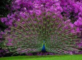 Peacock Most Beautiful Birds Beautiful Birds Peacock