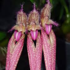 Image result for Bulbophyllum oreonastes