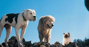 The incredible journey is an uplifting, heartwarming adventure that has strong messages about family and perseverance, as well as a few. Homeward Bound 25 Fun Facts Since The Movie Is Already 25 Years Old