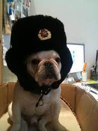 So I Totally Missed My Cake Day So Here Is My Friends Bulldog In A Russian Hat Bulldog Animal Antics Russian Hat