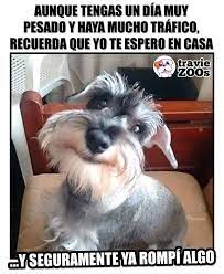 Aqui Te Espero Con Mis Travesuras Humano Perros Enfermos Meme Gato Amor Perruno