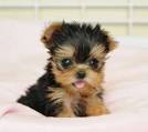 Toy or Teacup Yorkies for sale | Teacup Puppies & Boutique