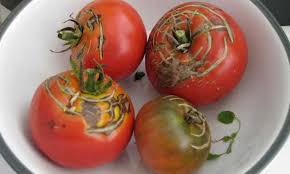 We did not find results for: Why Do Tomatoes Split On The Vine Epic Gardening