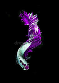 Most surface creatures have no knowledge of the existence of. Purple Dragon Siamese Fighting Fish Betta Fish Isolated On Black Background Stock Image Image Of Beautiful Domestic 124590921