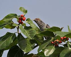 Image result for Ficus oreodryadum