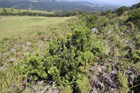 Image result for Gerrardinaceae