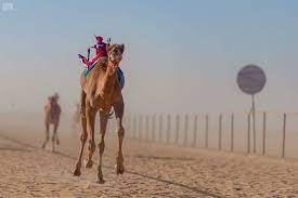 Camel racing in saudi arabia will no longer be a purely male domain. Saudi Arabia S Empty Quarter Sees Camel Racing Revival Arab News