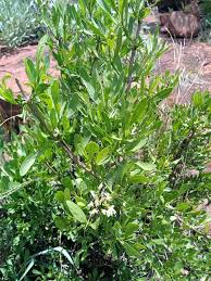 Image result for Pavetta zeyheri