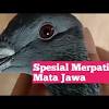 Ciri ciri burung merpati tinggian yang berkualitas bagus. Https Encrypted Tbn0 Gstatic Com Images Q Tbn And9gcq4r9it Fm6 5i76ak Cfghtoza95tugd15b4wbnzu Usqp Cau