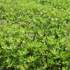 Image result for Phyla nodiflora