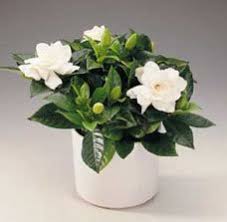 L'anemone x hybrida è una pianta perenne rustica molto resistente che presenta fiori bianchi o dai colori tenui su alti steli. Lasciati Conquistare Dai Profumatissimi Fiori Bianchi Della Gardenia Rose In The Wind