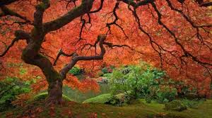 Die beiden bekanntesten vertreter sind wahrscheinlich der rote fächerahorn (acer palmatum). Japanischer Ahorn Im Garten Arten Die Direkte Sonne Vertragen