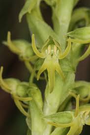 Image result for Habenaria lithophila