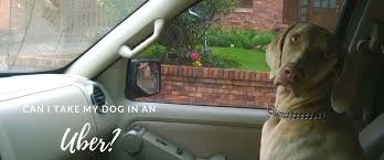 Check spelling or type a new query. Can I Take My Dog In An Uber Pets Rideshares Or Public Transportation