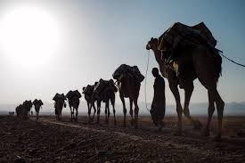 National geographic photographer chris rainier documents the sahara's salt trade camel caravans. Ethiopia Adrian Guerin Latest Stories Feature Article Short Stories Photography Contact News Trading Camels And Salt In The Horn Of Africa Across Ethiopia Heat Hard Work And Journeys Across The Desert Are Part Of Everyday Life I Travelled Through The North