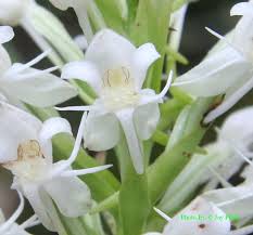 Image result for Habenaria zambesina
