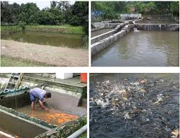 Analisa Usaha Budidaya Pembesaran Ikan Mas Bibitikan Net