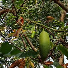 Image result for Ceiba pentandra
