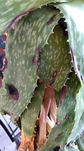 Albeit, tiny brown spots on your tongue may become a matter of concern when they begin to increase in length and start to appear like hair. Aloe Vera Brown Spots On Aloe Vera Plant