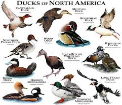 North America Bird Identifier By Picture Ducks Of North America Poster Print Etsy Pet Birds Wildlife Art Waterfowl Hunting