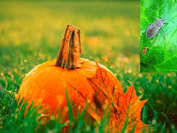 How to kill squash bugs. 7 Natural Ways To Get Rid Of Squash Bugs Springtime Cottage