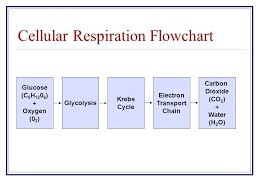 Flowchart Section 9 2 Glucose C 6 H 0 Oxygen Cycle Electron