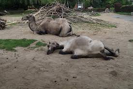 The ancient camel question is: Camel Zoo Braunschweig Nature Mammal Zweihoeckriges Camel Riders Ride Hump Dromedary Beast Of Burden Pikist