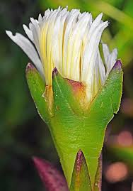 Image result for Carpobrotus