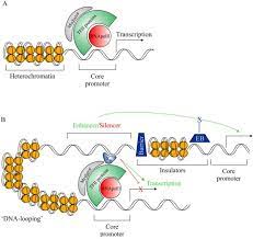 In cell biology, an organelle is a specialized subunit, usually within a cell, that has a specific function. Graphic Representation Of Eukaryotic Transcriptional Machinery A Download Scientific Diagram