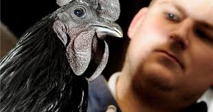 Dieser Hahn sieht unheimlich aus