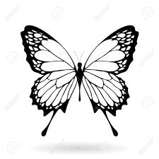 Black And White Butterfly Drawing Images Resultado De Imagen Para Butterfly Illustration Black And White Butterfly Illustration Butterfly Painting Butterfly Drawing