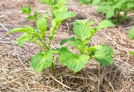 If the potatoes are in a bag, you only have to scratch inside when harvesting, instead of digging in a garden. How Deep To Plant Potatoes In Trenches Garden Bed Containers