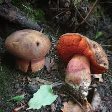 Image result for Boletus sp.