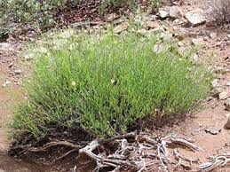 Image result for Menodora heterophylla