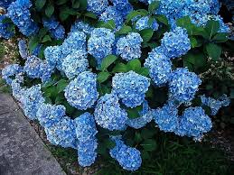 Did you scroll all this way to get facts about hydrangea for sale? Nikko Blue Hydrangea For Sale Online The Tree Center