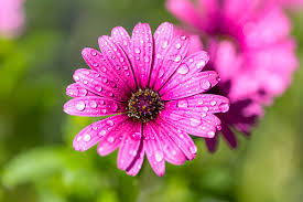 The blood of flowers summary. Gardening Will Keep You Well During The Coronavirus Pandemic Aiph
