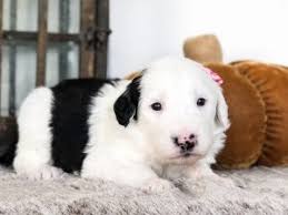 Breeding for quality, health and temperament since 2001. 5 Best Sheepadoodle Breeders In California 2021 We Love Doodles