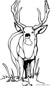 Printable whitetail deer coloring pages. Whitetail On The Grasses Coloring Page Coloringall