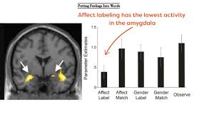 Image result for Observed Affect