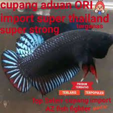 Obat ikan cupang aduan infoikan.com sudah tau cara menajamkan gigi ikan cupang? Cupang Aduan Import Super Ori Langsung Dari Thailand Siap Tempur Dikalangan Shopee Indonesia